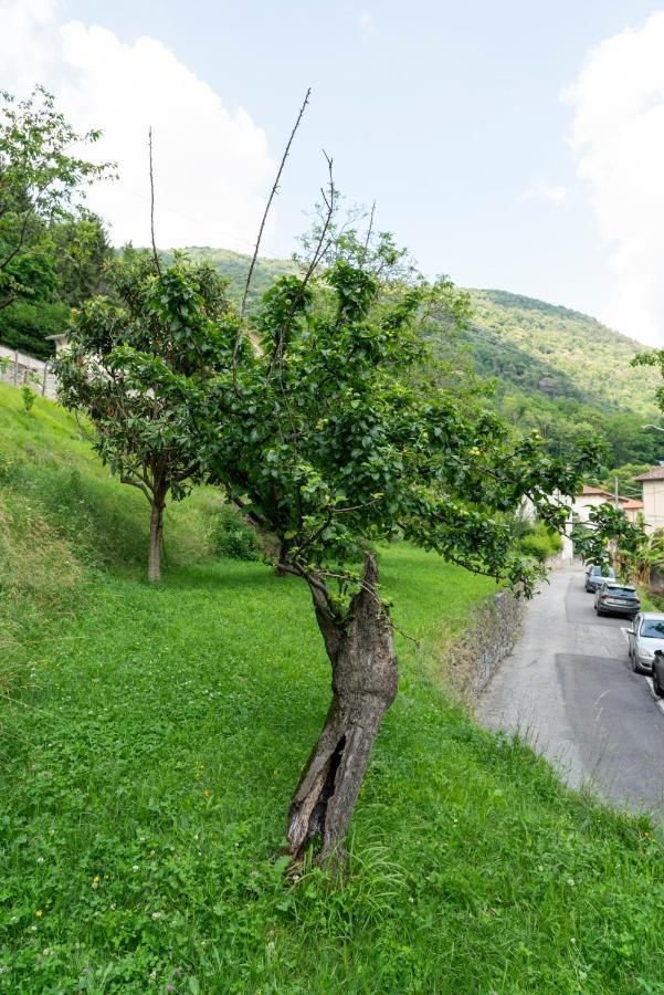 Lago Maggiore A 10 Minuti "Cascina Lavanda" Casalzuigno Kültér fotó