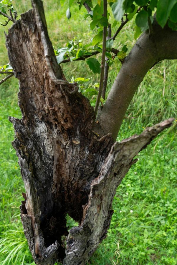 Lago Maggiore A 10 Minuti "Cascina Lavanda" Casalzuigno Kültér fotó